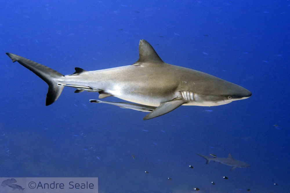Palau - Reserva Marinha de Tubarões
