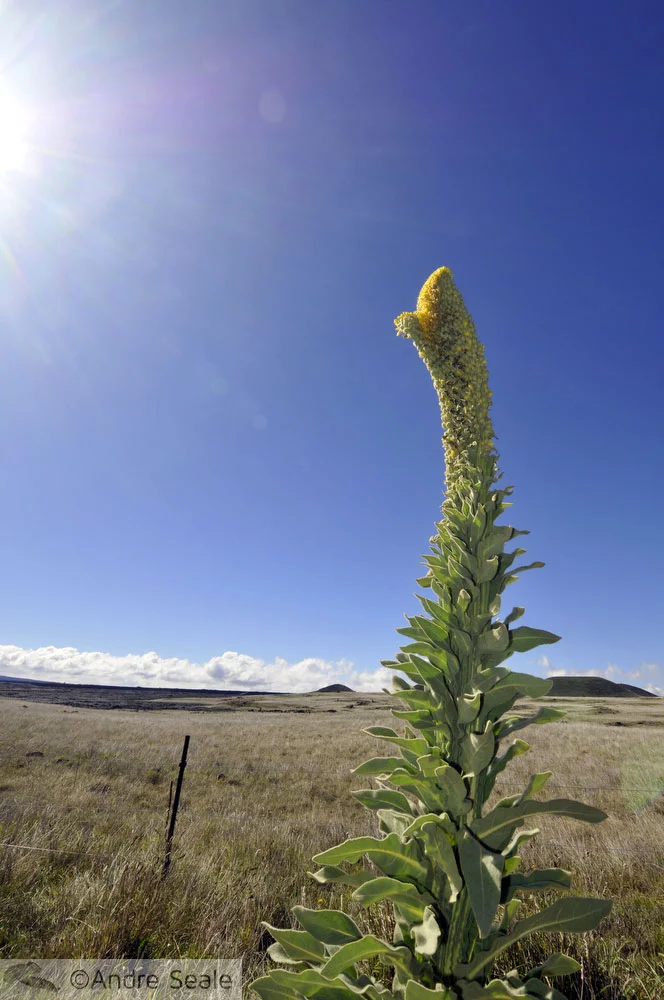 Planta típica - Big Island