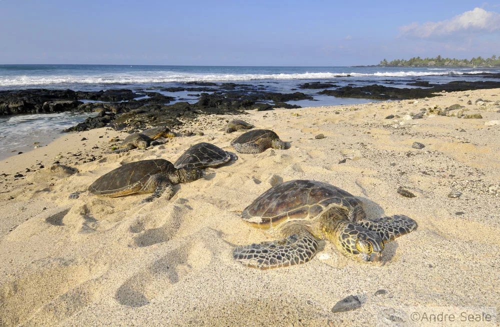 Tartaruga marinha na praia - Big Island