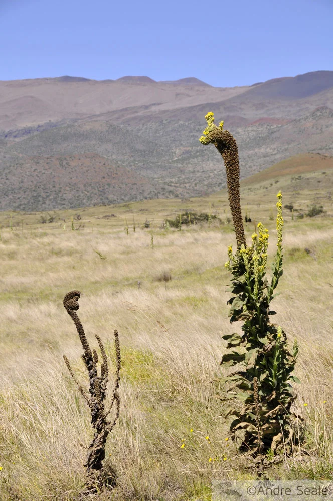 Planta - No cume do Mauna Kea - Big Island