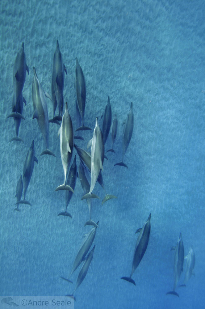 Grupo de golfinhos rotadores