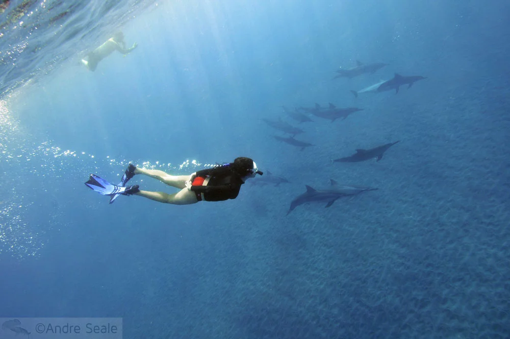 Grupo de golfinhos rotadores