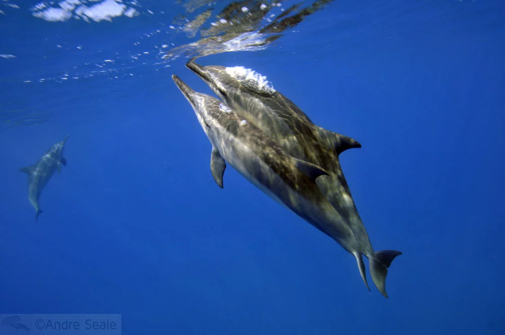 Sexo de golfinhos rotadores