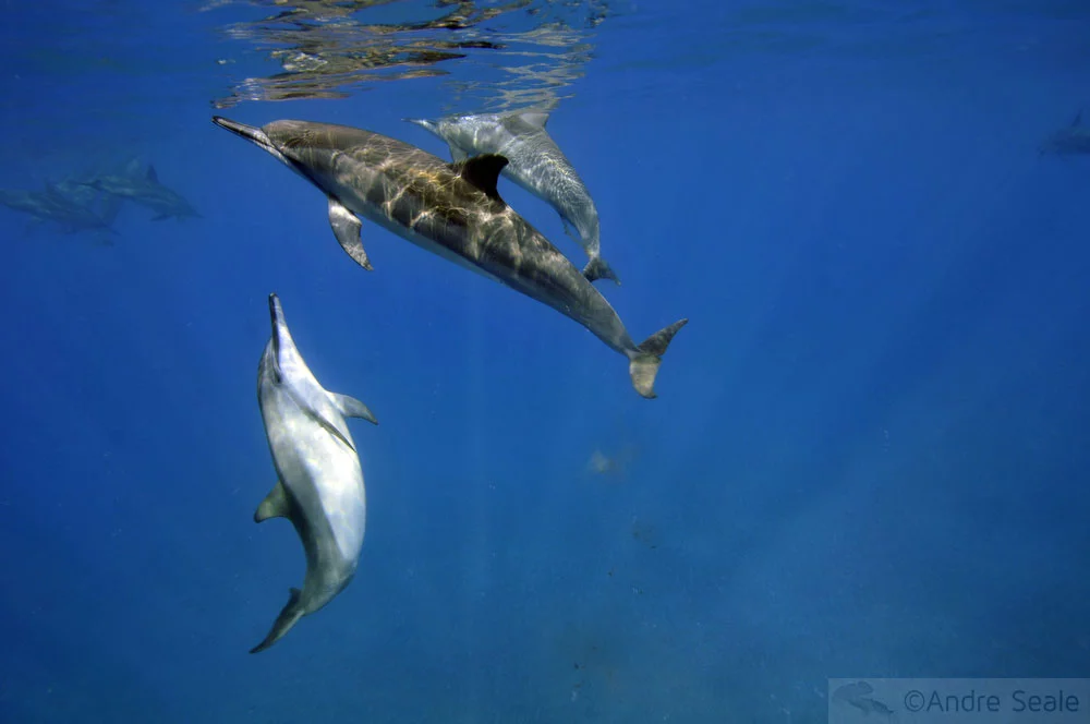 Família de golfinhos rotadores