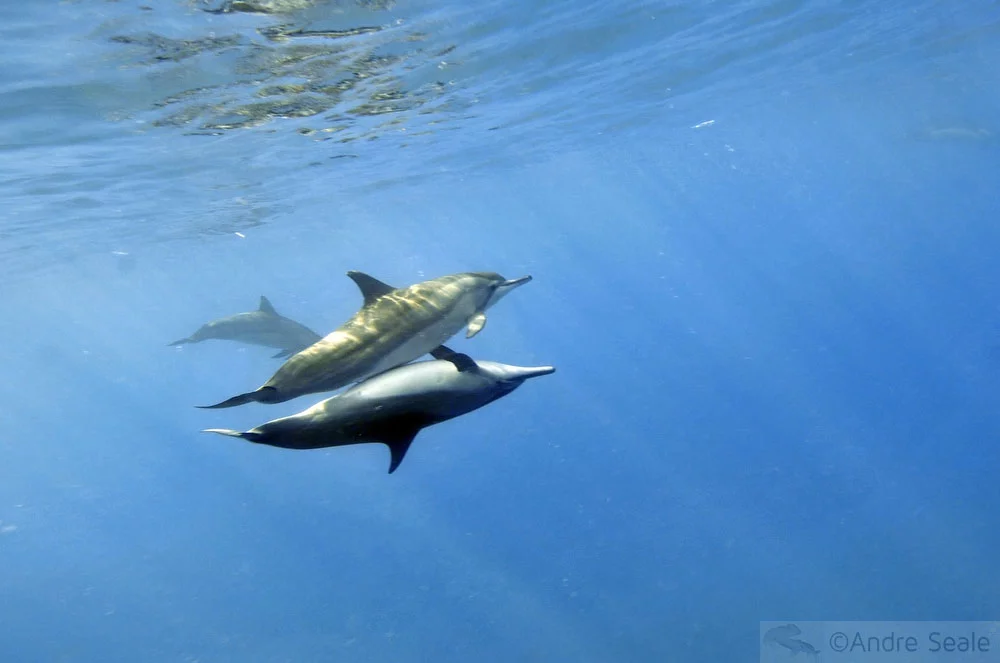 Menage a trois - sexo de golfinhos