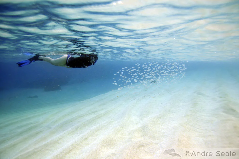 Snorkel em Waimea Bay