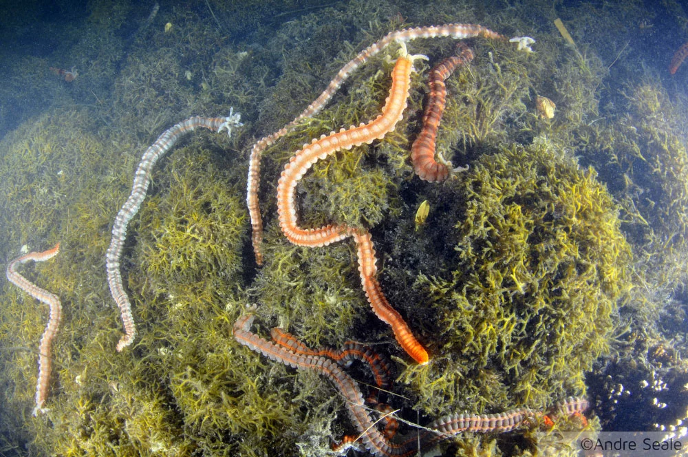 Pepinos-do-mar - Ophiodesoma spectabilis