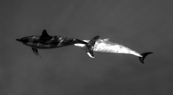 Sexta Sub: dois golfinhos