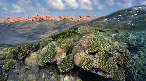 Sexta Sub: acidificação dos oceanos