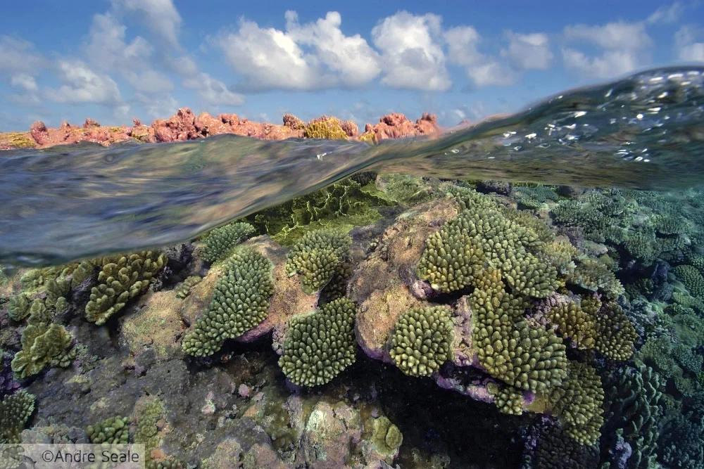 Acidificação dos oceanos