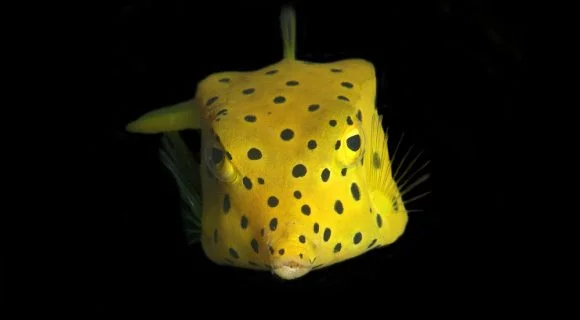 Sexta Sub: ai, ai, ai, que peixe sensacional!