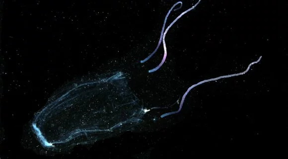 As águas-vivas de Waikiki