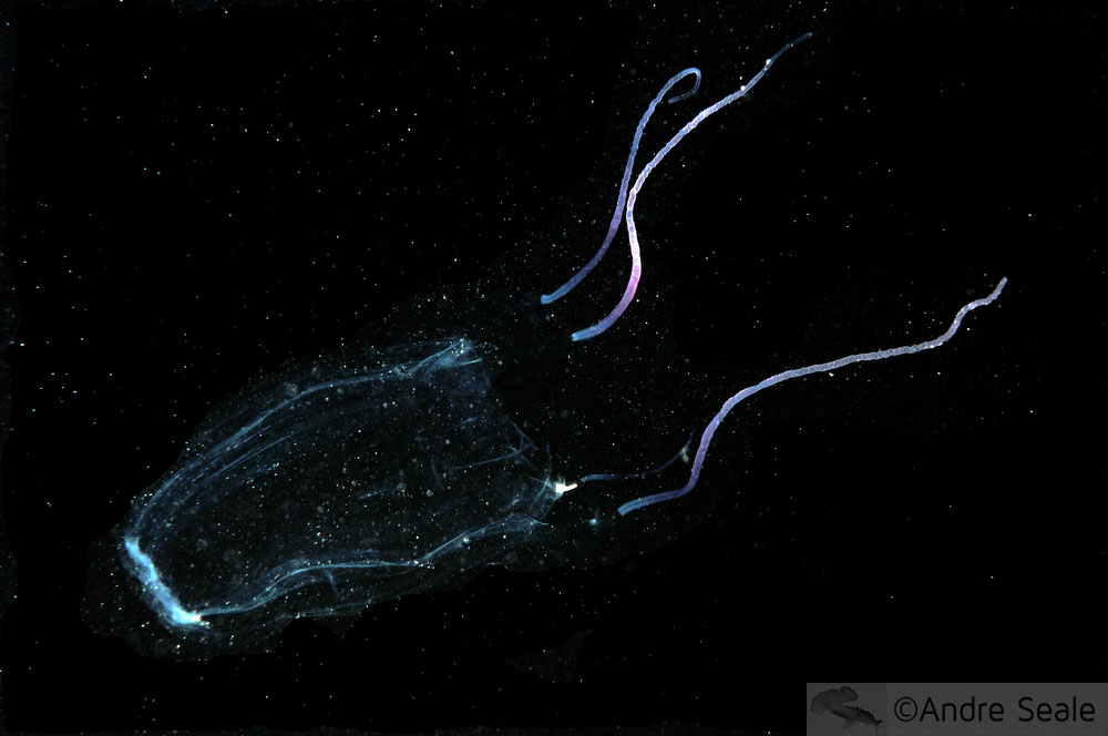 Água-viva - bos jellyfish - Havaí