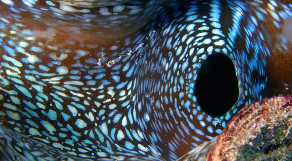 Sexta Sub: Física na Veia