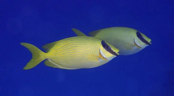 Sexta Sub: peixe-coelho de Páscoa