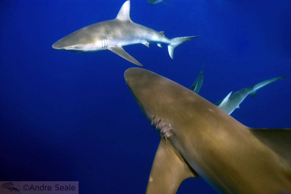 Tubarões de Galápagos - No Dia da Terra, um mergulho no mar