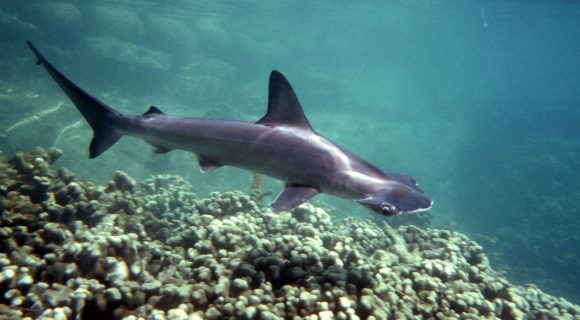 Sexta Sub: Tubarão havaiano
