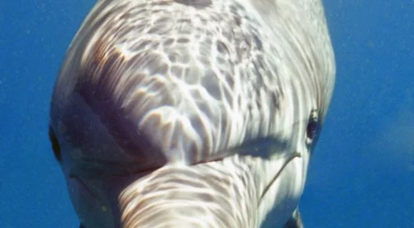 Os golfinhos d’A enseada