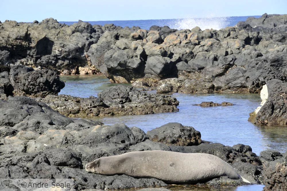 Foca monge havaiana - criticamente ameaçada de extinção