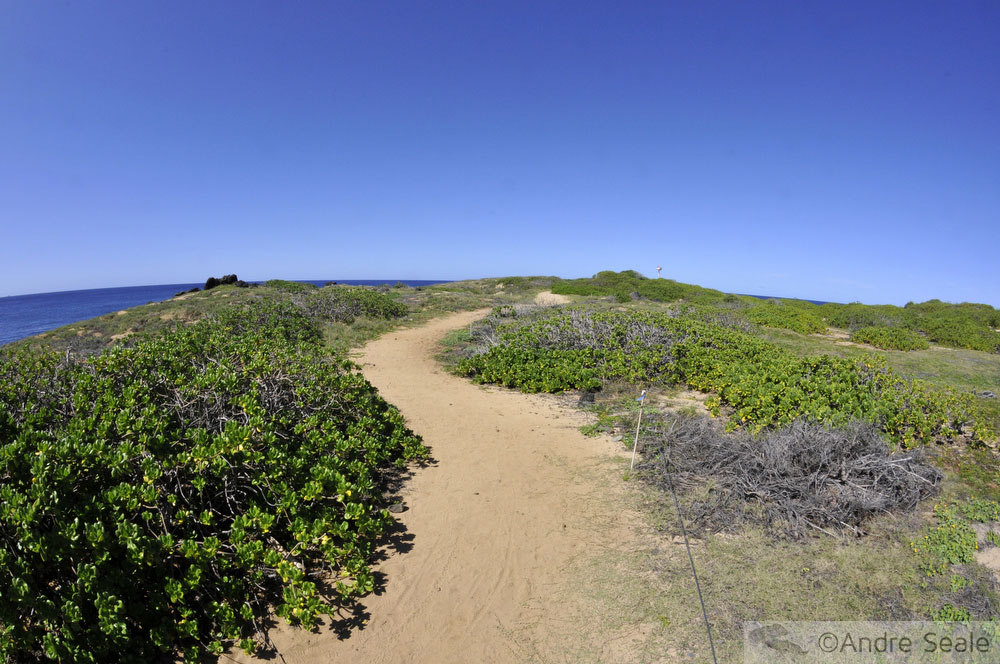 Trilha do Kaena point - muita caminhada na areia