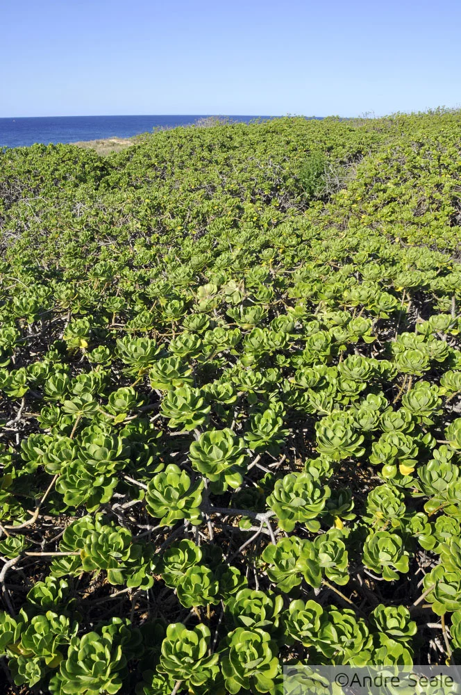A trilha do Kaena Point - vegetação de praia e restinga
