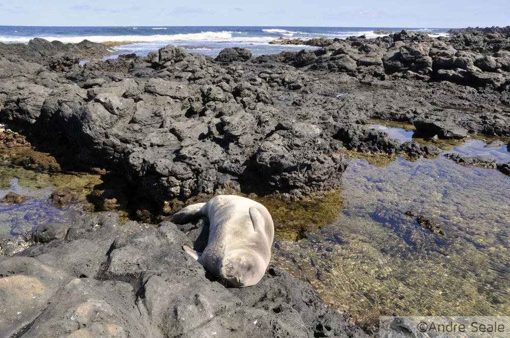 Foca monge havaiana dormindo em piscina de maré - Kaena Point