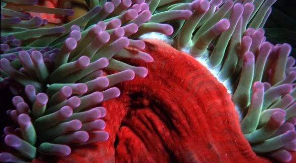 Sexta Sub: Grande Barreira de Corais