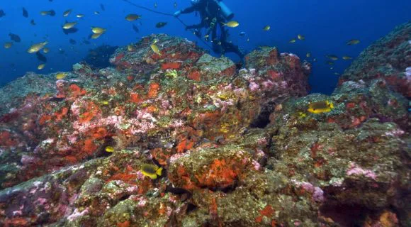 Sexta Sub: especialista em ascídias