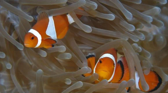 Sexta Sub: dois Nemos