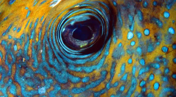 Sexta Sub: de olho no Brasil