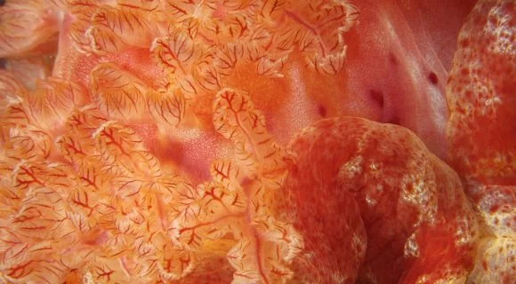 Sexta Sub: Spanish dancer