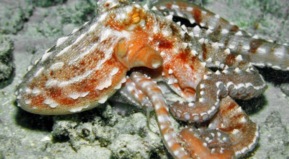 Meus momentos prediletos da Copa 2010