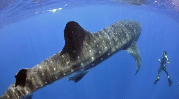 Na calma contagiante ao nadar com o tubarão-baleia