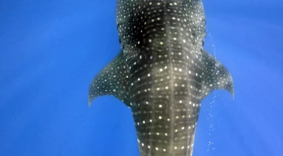 Sexta Sub: mais tubarão-baleia