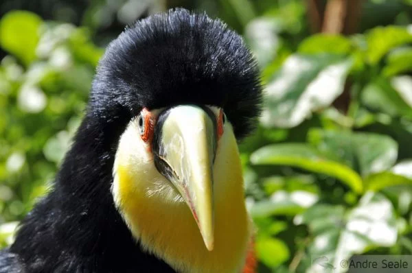 Vocês se lembram da minha voz? - Tucano do bico verde