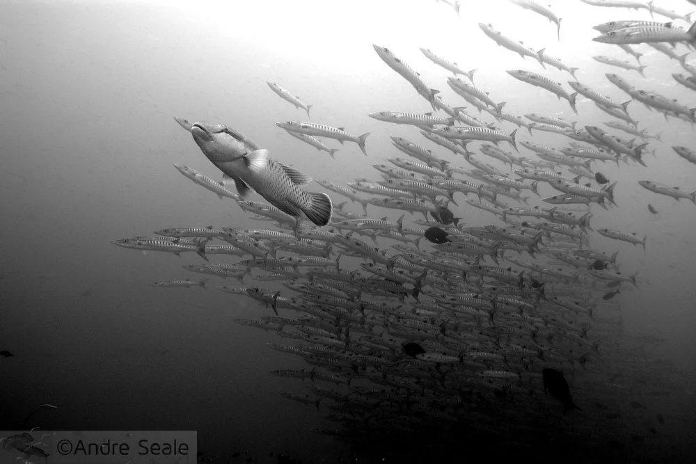 Palau país reserva marinha