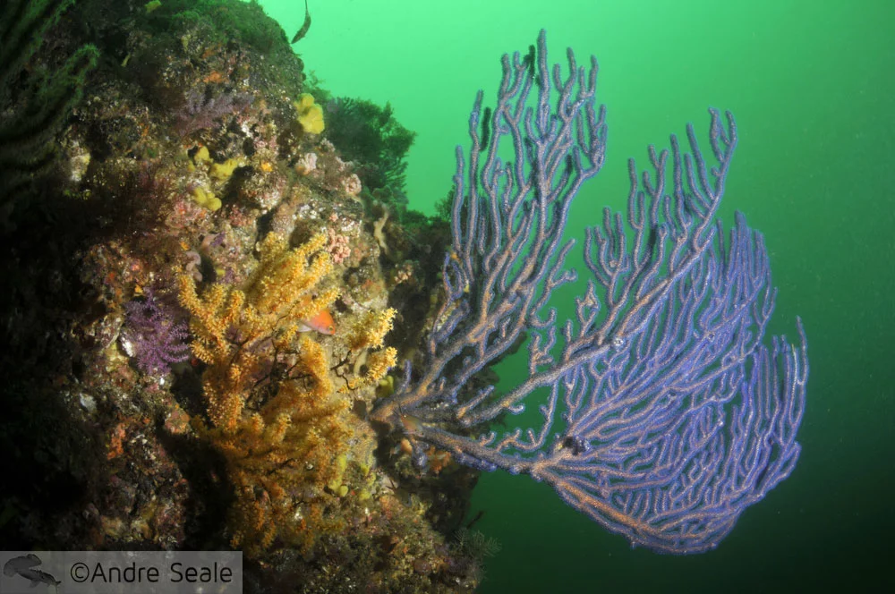 Página da Sexta Sub 2010