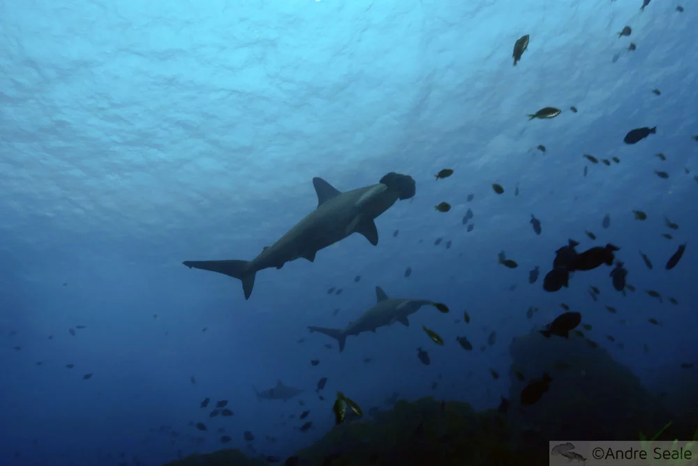 Foi: Semana de Preservação dos Tubarões