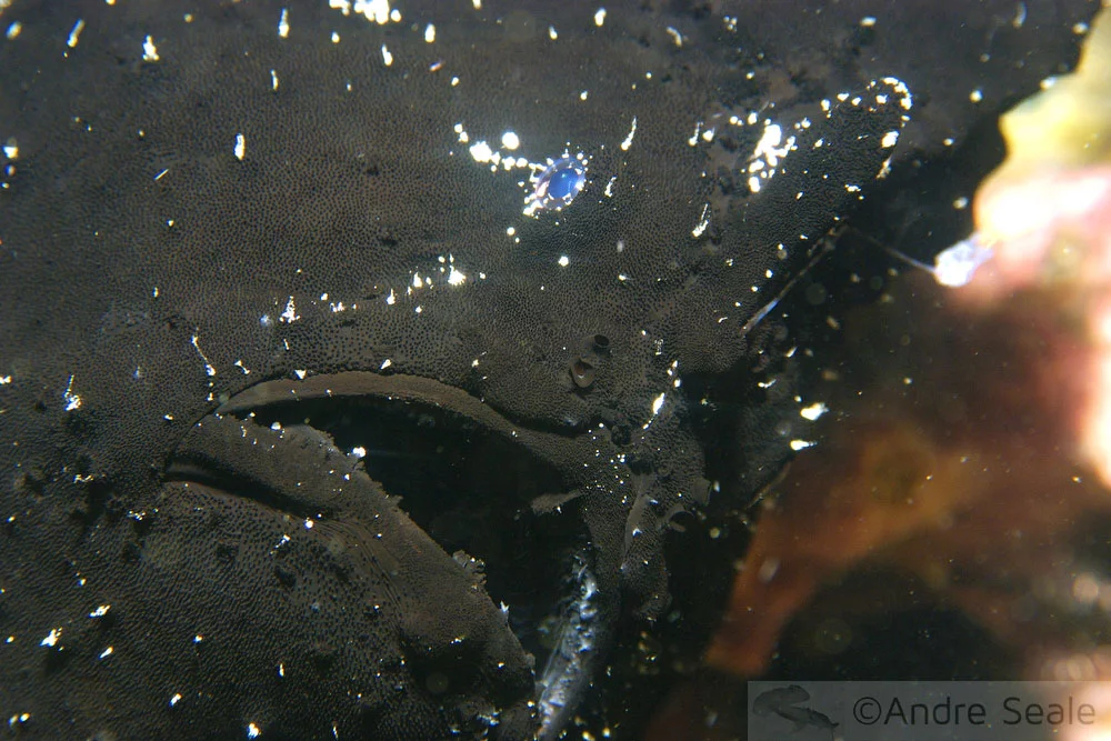 Esperando Godot - peixe-sapo