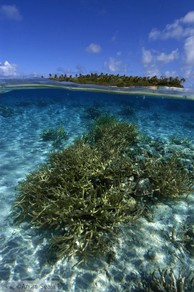 Relax - coral tropical dia de sol