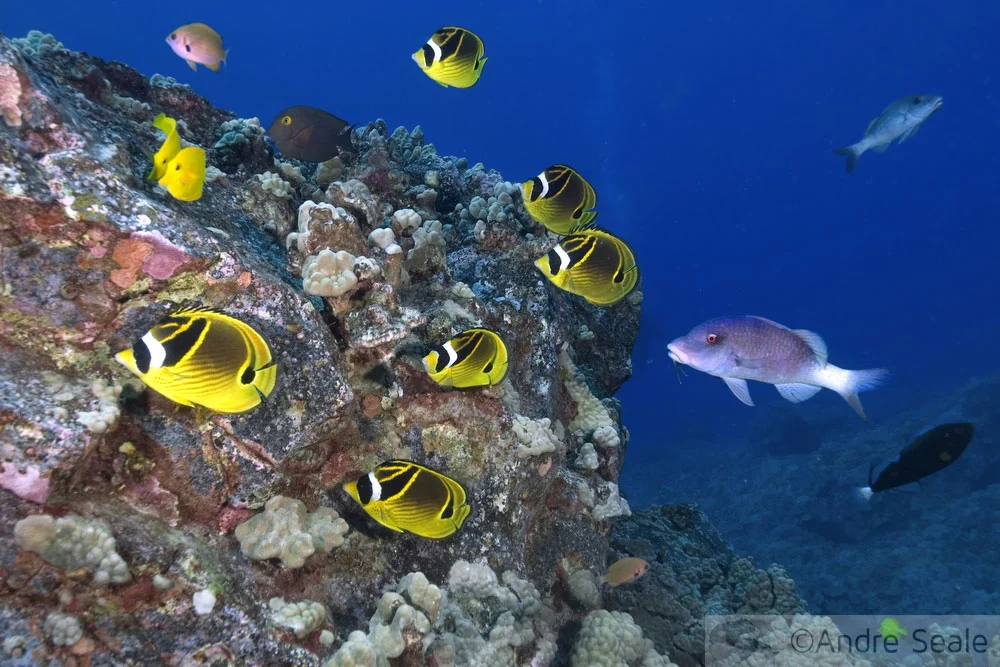 Peixes-borboletas num recife de coral do Havaí - homenagem aos haoles - Sexta Sub