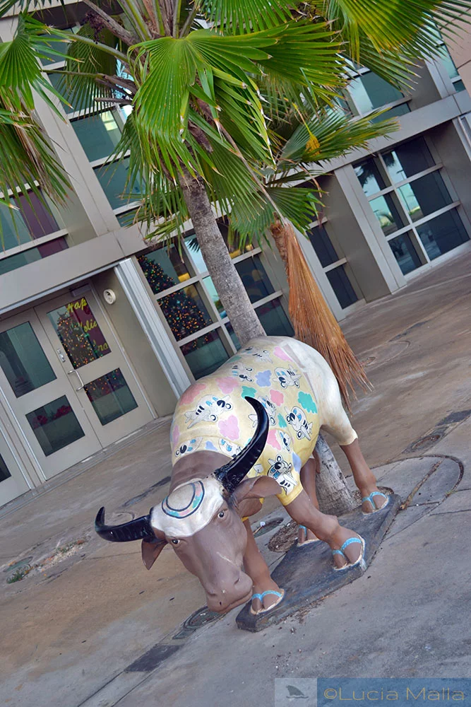 Vaquinha no aeroporto de Guam