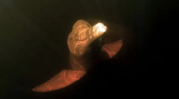 Sexta Sub: boto-rosa no NYTimes