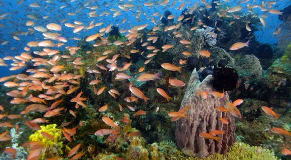 O mar chega ao interior de São Paulo