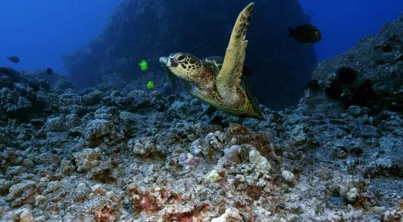 Sexta Sub: de saída