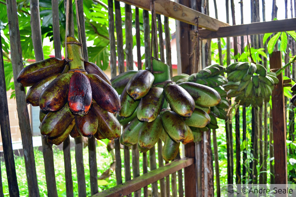Banana Karat - Micronésia