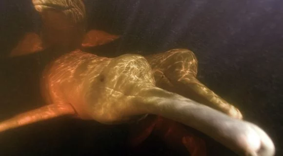 Sexta Sub: boto rosa no Asferico 2011