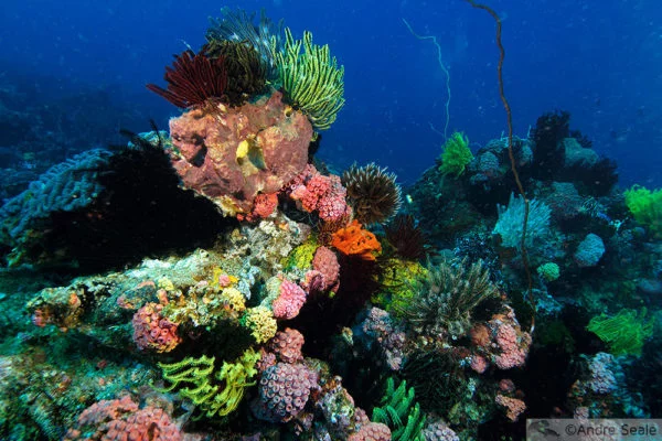 Underwater rainbow