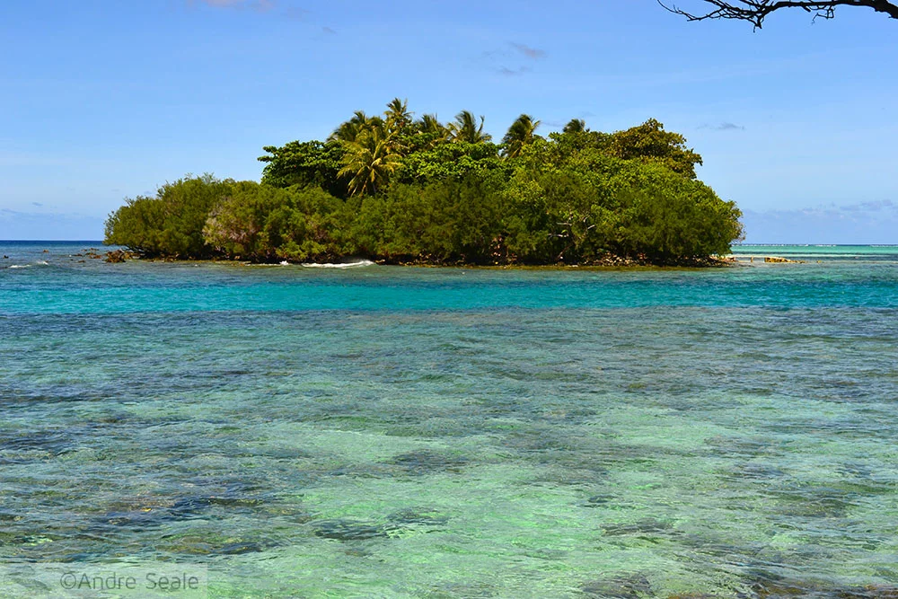 Black Coral Island - Pohnpei - Micronésia