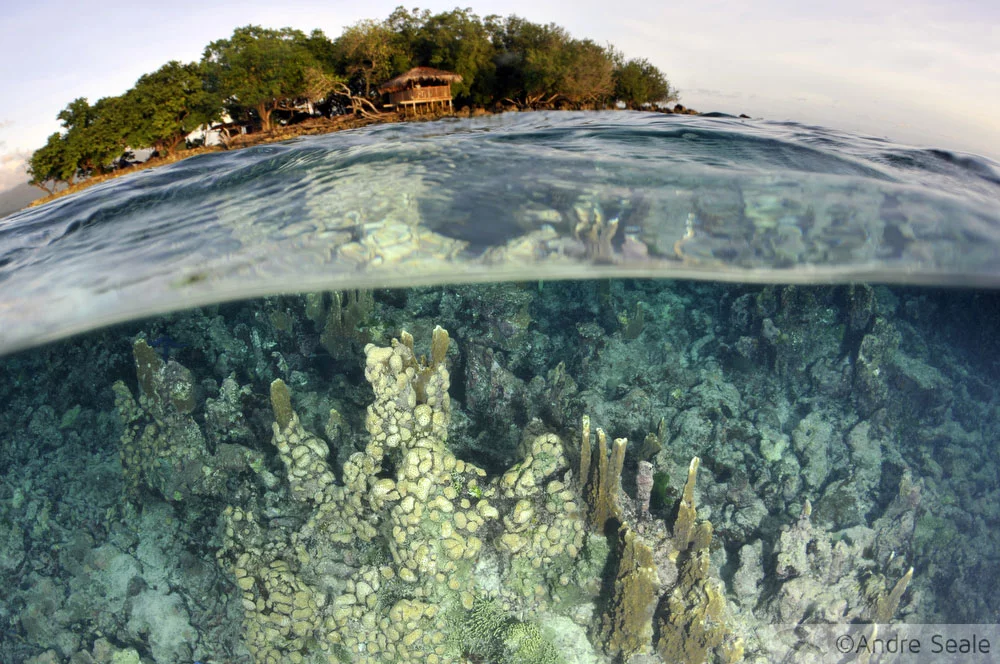 Snorkel em Black Coral Island